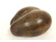 Coco de mer coconut seed Seychelles collection