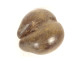 Coco de mer coconut seed Seychelles collection