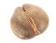 Coco de mer coconut seed Seychelles collection