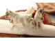 Amber cigarette holder with meerschaum carving, pug dogs, case, 19th century