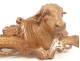 Hat rack/coat rack, wood carving, Black Forest ox head, 19th century