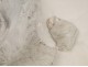 Plaster sculpture, Head of Gorilla style Fremiet, nineteenth