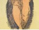 Study Drawing Nude Woman Model Laigneau Villeneuve Dumas 20th
