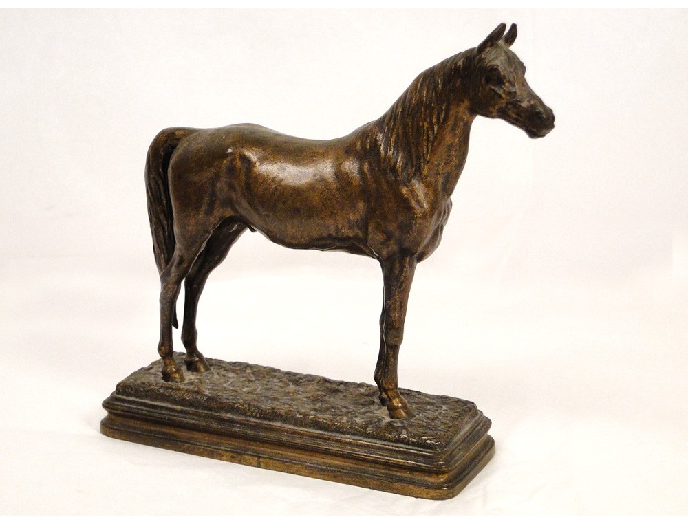 DP cheval Pur Sang Arabe - Sport & Plein air