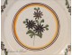 Earthenware plate Nevers botanical decor eighteenth