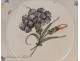 Earthenware plate Nevers, Flower Carnation, eighteenth