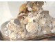 Bridal bouquet shells under glass pearl flowers foliage XIXth century