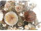 Bridal bouquet shells under glass pearl flowers foliage XIXth century