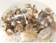 Bridal bouquet shells under glass pearl flowers foliage XIXth century