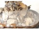 Bridal bouquet shells under glass pearl flowers foliage XIXth century