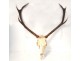 Lot 4 hunting trophies massacres deer forest horns twentieth century