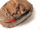 Snuffbox corozo characters carved soldier tomb Emperor St. Helen Nineteenth