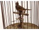 singing bird automaton whistler golden brass cage box nineteenth music