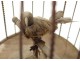singing bird automaton whistler golden brass cage box nineteenth music