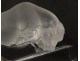 Paperweight crystal statuette bull Lalique France XXth century