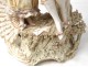 porcelain sculpture E. Stellmacher torque gallant Amphora Art Nouveau XIXth