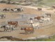 Watercolor landscape painting herd of cows on the beach, E.Doigneau, 20