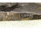 Sculpture bronze swordfish marlins WA Lovegrove founder Susse Paris XXème
